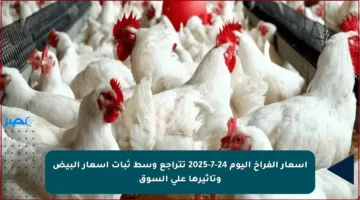 أسعار الفراخ اليوم 24-7-2025 تتراجع وسط ثبات أسعار البيض وتأثيرها على السوق